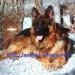 خرید فروش ژرمن شپرد موبلند -فروش سگ ژرمن شپهرد-German Shepherd