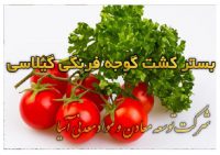 -فرنگی-گیلاسی