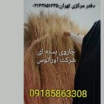 جارو شهرداری،جارو رفتگری،جارو فراشی