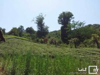 خرید و فروش باغ در گیلان با تیم مهندسی گاما