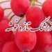 فروش ویژه زرشک تازه خراسان جنوبی