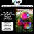 فروش و پخش عمده گل رز هلندی - تصویر2