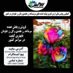 فروش عمده و تک گل رزهلندی در سراسر کشور