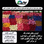 پخش و فروش سرشاخه رز هلندی با بهترین قمیت