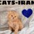 فروشگاه حیوانات خانگی گربه کت ایران CATS-IRAN - تصویر1