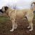 سگ های نگهبان درشت توله سگ قفقازی توله سگ سرابی - تصویر2