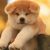 akita_inu_happy_۲۰۲۱۱۰۱۰_p_2681417933768620606_1_2681417925698691284