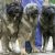 سگ های نگهبان درشت توله سگ قفقازی توله سگ سرابی - تصویر1