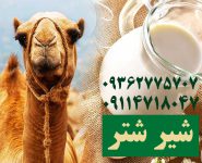 فروش شیر شتر عادل