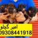 فروش توله سگ 45 روزه _قیمت ژرمن شپرد_ سگ ژرمن در کرج