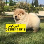 فروش چاو چاو توله چاو چاو وارداتی، چاو چاو اصیل چمپیون